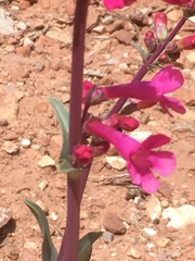 Penstemon utahensis