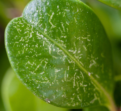 Eurytetranychus buxi