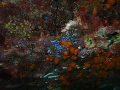 Leptoclinides marmoreus