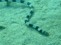 Hydrophis coggeri