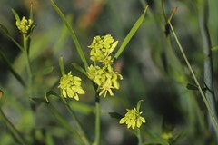 Glischrocaryon aureum