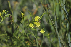Glischrocaryon aureum
