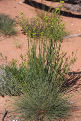 Glischrocaryon aureum