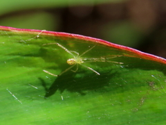 Thwaitesia nigronodosa