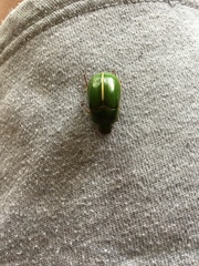 Stethaspis suturalis