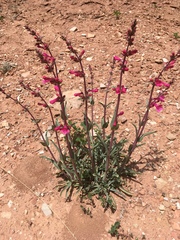 Penstemon utahensis