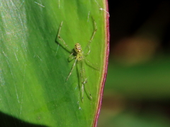 Thwaitesia nigronodosa