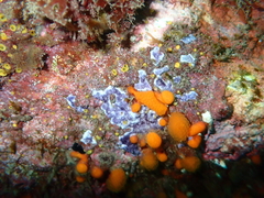 Leptoclinides marmoreus