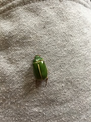 Stethaspis suturalis