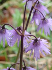 Soldanella montana