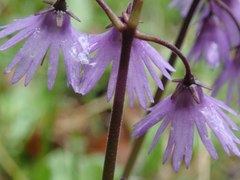 Soldanella montana