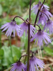 Soldanella montana