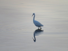 Egretta garzetta