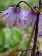 Soldanella montana