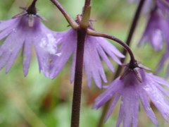 Soldanella montana