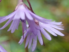 Soldanella montana