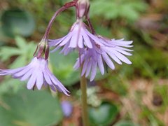 Soldanella montana
