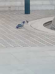 Columba livia domestica