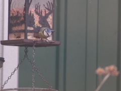 Cyanistes caeruleus