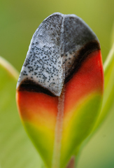 Calonectria pseudonaviculata