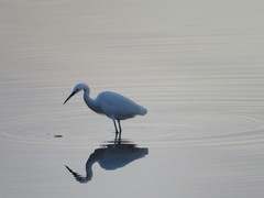 Egretta garzetta