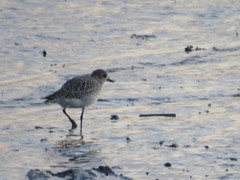 Pluvialis squatarola