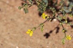 Roepera aurantiaca aurantiaca