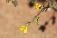 Roepera aurantiaca aurantiaca