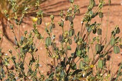 Roepera aurantiaca aurantiaca