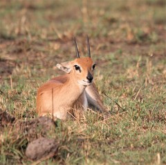 Raphicerus campestris neumanni