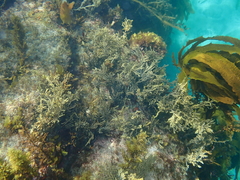 Xiphophora chondrophylla