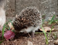 Atelerix albiventris