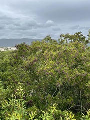 Miconia ligustroides