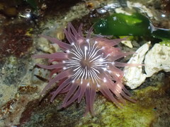 Aulactinia incubans