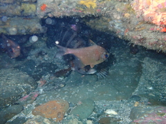 Pempheris adspersa