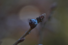 Andricus infectorius