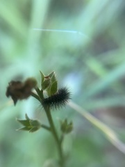 Gnophaela latipennis