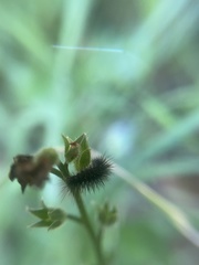 Gnophaela latipennis