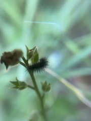 Gnophaela latipennis