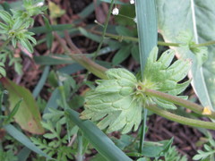 Lamium amplexicaule orientale