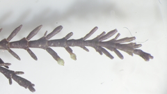 Ellisolandia elongata