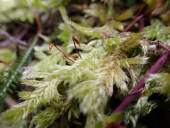 Homalothecium megaptilum