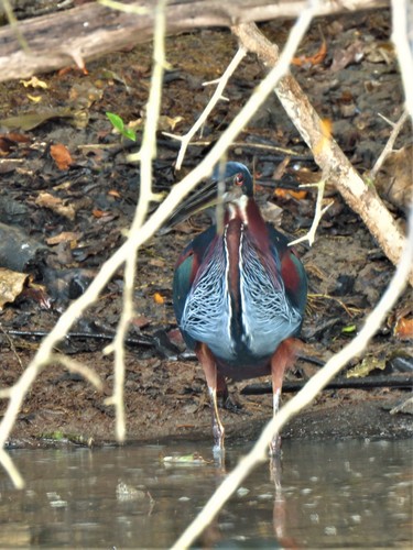 Agami Heron (Agamia agami)