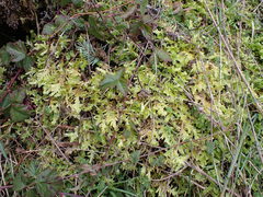 Homalothecium megaptilum