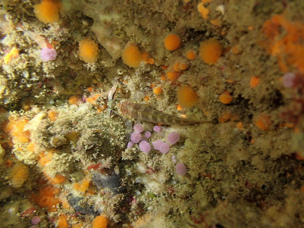 Spectacled triplefin (Ruanoho whero) — Tripterygiidae