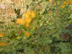 Notoclinops yaldwyni