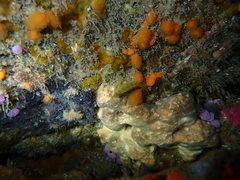 Notoclinops yaldwyni