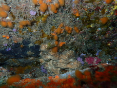 Notoclinops yaldwyni