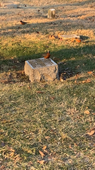Turdus migratorius