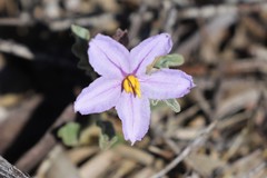 Solanum plicatile